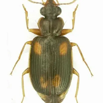 thumbnail for publication: An Asian Ground Beetle, Mochtherus tetraspilotus (MacLeay) (Coleoptera: Carabidae: Lebiini)